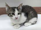 Adopt Te Fiti a Domestic Short Hair