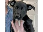 Adopt Arial a Mixed Breed