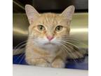 Adopt Dreamsicle a Domestic Short Hair