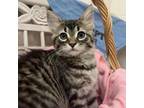 Adopt Wynonna a Domestic Medium Hair, Domestic Short Hair