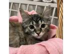 Adopt Naomi a Domestic Medium Hair, Domestic Short Hair