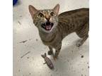 Adopt Sweetie Pie a Domestic Short Hair