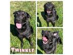 Adopt Twinkle a Labrador Retriever