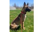 Adopt Kenzi a Belgian Shepherd / Malinois