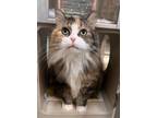 Adopt Mouser a Domestic Long Hair, Domestic Short Hair