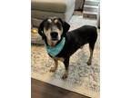 Adopt Lucy (HW-) a Coonhound, Mixed Breed