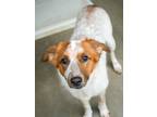 Adopt Phe Phe a Australian Cattle Dog / Blue Heeler, Great Pyrenees