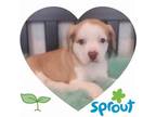 Adopt Sprout a Terrier