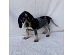 Adopt Slinky a Bluetick Coonhound