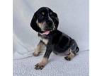 Adopt Tour Guide Barbie a Bluetick Coonhound