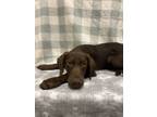 Adopt Lucy in the Sky a Labrador Retriever, Standard Poodle