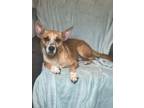 Adopt Chica a Terrier