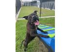 Adopt Peppa a Pit Bull Terrier