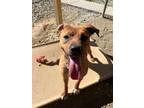 Adopt SABLE a Black Mouth Cur, Mixed Breed