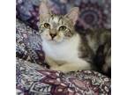 Adopt Victoria a Domestic Short Hair