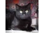 Adopt Mouse a Domestic Short Hair