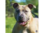 Adopt Remy a Pit Bull Terrier, Mixed Breed