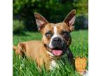 Adopt Royalty a Boxer, Pit Bull Terrier