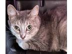 Adopt Ruthie a Domestic Medium Hair, Domestic Short Hair