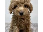 Poodle (Toy) Puppy for sale in Edgar Springs, MO, USA