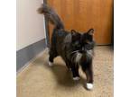 Adopt Candi a Domestic Long Hair