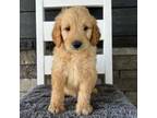 Goldendoodle Puppy for sale in Beresford, SD, USA
