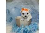 Tea-cup Male Maltipoo Puppy