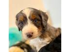 Mutt Puppy for sale in Camas, WA, USA
