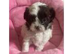 Shih-Poo Puppy for sale in Knoxville, TN, USA