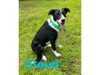 Adopt Cloud 123640 a Border Collie, Mixed Breed