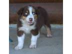 Australian Shepherd Puppy for sale in Pittsburg, TX, USA