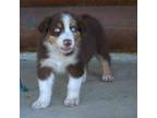 RED TRI Male BLUE EYES AKC