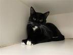 Adopt MADONNA a Domestic Short Hair