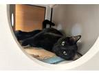 Adopt GRACIE a Domestic Short Hair