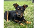 Adopt Daphne a German Shepherd Dog, Mixed Breed