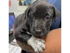 Adopt Verona- 051707S a Pit Bull Terrier