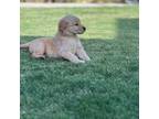 Golden Retriever Puppy for sale in Menifee, CA, USA