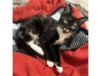 Adopt Trista a Domestic Short Hair