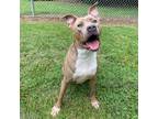 Adopt Rayne a Pit Bull Terrier