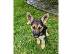 Adopt Amelia a German Shepherd Dog, Mixed Breed