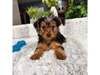 Yorkshire Terrier Puppy for sale in Greenfield, IN, USA