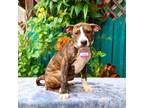 Adopt Dancer a Boxer