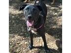 Adopt Pomegranate a Labrador Retriever