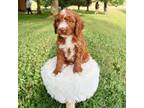 Mutt Puppy for sale in Jamestown, KY, USA