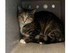 Adopt TALYA a Domestic Short Hair