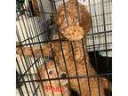 Goldendoodle Puppy for sale in Coram, NY, USA