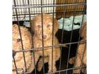 Goldendoodle Puppy for sale in Coram, NY, USA