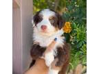 Australian Shepherd Puppy for sale in Buckeye, AZ, USA