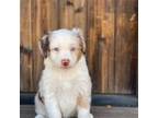 Australian Shepherd Puppy for sale in Buckeye, AZ, USA