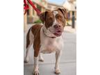 Adopt VEGAS a Labrador Retriever, Staffordshire Bull Terrier